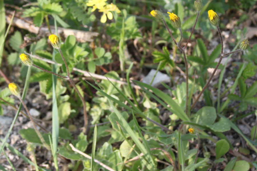 altro fiore giallo - Crepis sancta